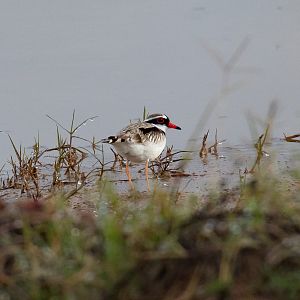 Black-fronted Dotterel