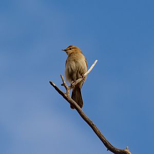 Rufous Songlark