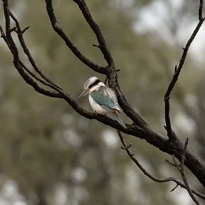Red-backed Kingfisher
