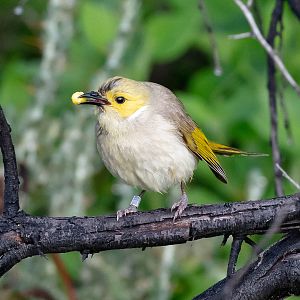 White-plumed Honeyeater
