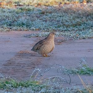 Brown Quail
