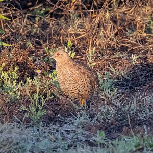 Brown Quail