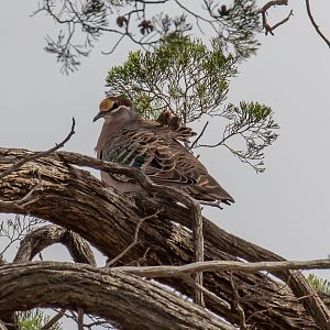 Common Bronzewing
