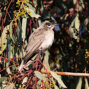 Little Friarbird