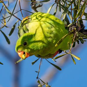 Red-winged Parrot