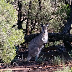 Wallaroo