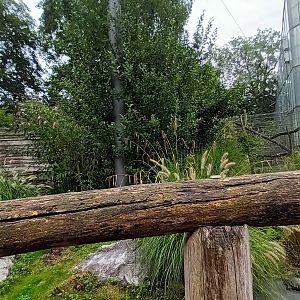 Inside the Red eared Slider and Northern bald Ibis Walk through Aviary