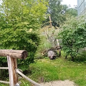 Inside the Red eared Slider and Northern bald Ibis Walk through Aviary