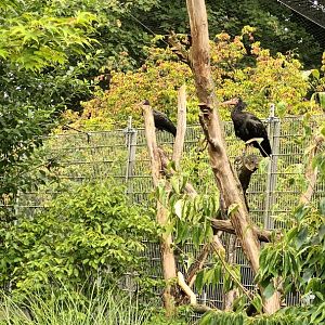 Northern bald Ibis on Tree