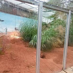 African spurred Tortoise, Leopard Tortoise and Slender tailed Meerkat Enclosure