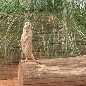 Slender tailed Meerkat