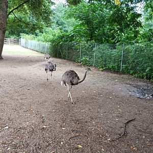 Greater Rheas