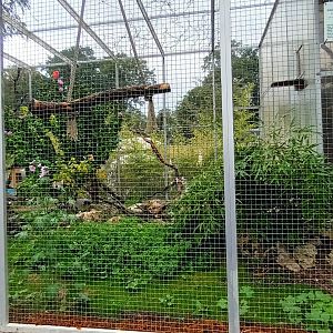 Scarlet Macaw Aviary