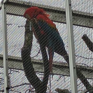 Scarlet Macaw