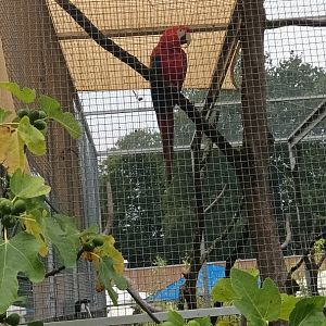 Scarlet Macaw