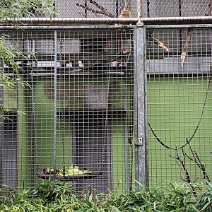 Tufted Capuchin Outdoor Enclosure