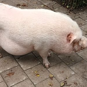 Minipig