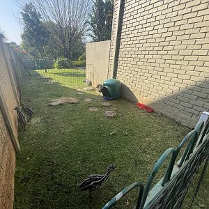 My Emu setup (Dromaius novaehollandiae)