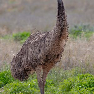 Emu
