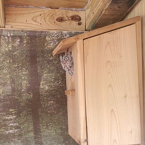 Pelican Harbor - Eastern Screech Owl