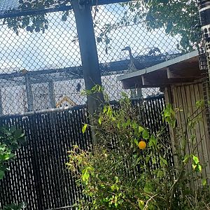 Pelican Harbor - Yellow-crowned Night Heron enclosure