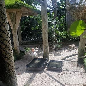 Pelican Harbor - Pelican enclosure