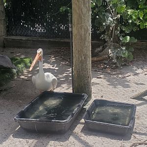 Pelican Harbor - Great White Pelican