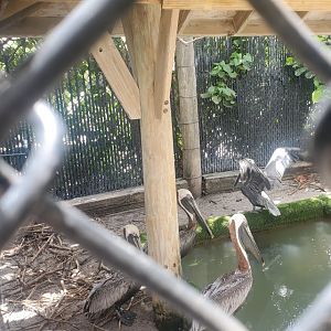 Pelican Harbor - Brown Pelican pool