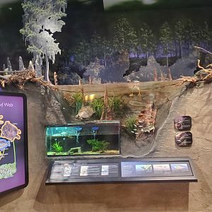 Daggerwing Nature Center - Wetlands diorama