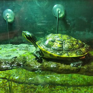 Daggerwing Nature Center - Peninsular Cooter