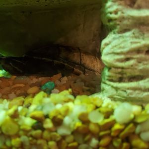 Daggerwing Nature Center - Striped Mud Turtle