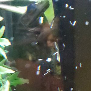 Daggerwing Nature Center - Pig Frog