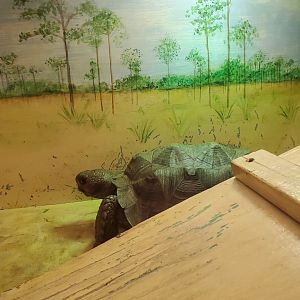 Daggerwing Nature Center - Gopher Tortoise