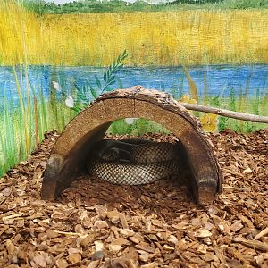 Daggerwing Nature Center - Apalachicola King Snake