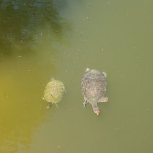 Daggerwing Nature Center - Wild turtles