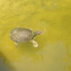 Daggerwing Nature Center - Wild Florida Softshell