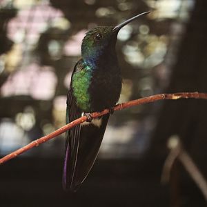 Black-throated mango (Anthracothorax nigricollis)