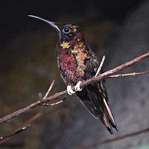 Crimson topaz (Topaza pella)