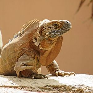 Jamacian Iguana