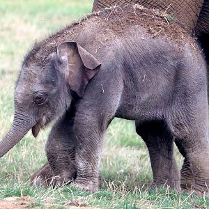 Asiatic elephant calf; Whipsnade; 2nd September 2022