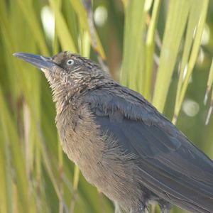 Bird ID? - Wild in Santa Barbara Zoo
