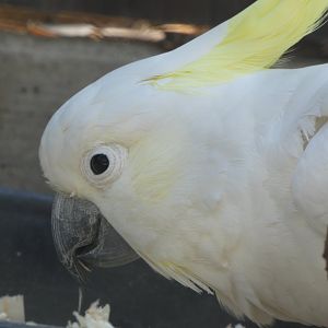 Cockatoo ID? - Santa Barbara Zoo