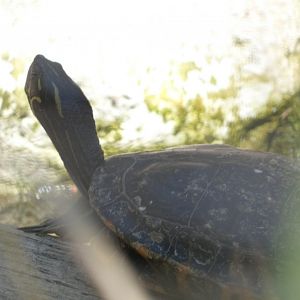 Turtle ID? - Santa Barbara Zoo