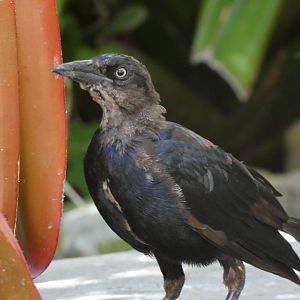 Bird ID? - Wild in Santa Barbara Zoo