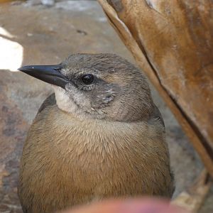Bird ID? - Wild in Santa Barbara Zoo