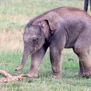 Asiatic elephant calf; Whipsnade; 2nd September 2022