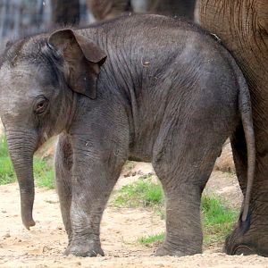 Asiatic elephant calf; Whipsnade; 2nd September 2022