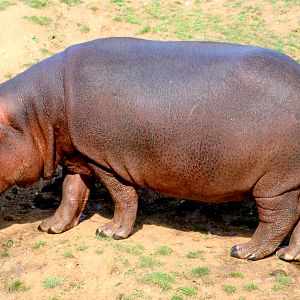 Hippopotamus; Whipsnade; 2nd September 2022