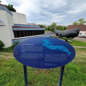 Children's Museum CT - Info about the whale out front, which spouts water