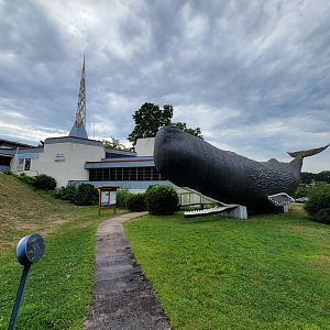 Children's Museum CT - Conny the sperm whale